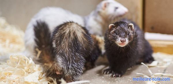 Plusieurs furets dans une cage