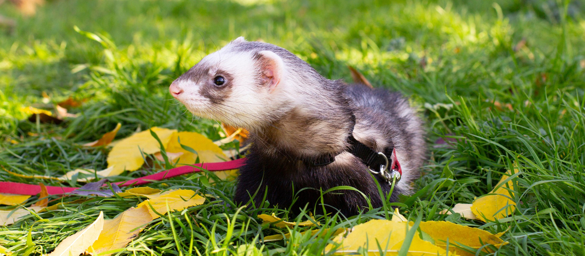 Promenade du furet