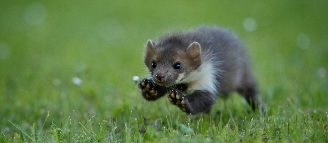 stérilisation du furet