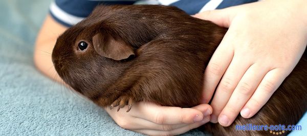 Un cochon d'Inde dans le bras