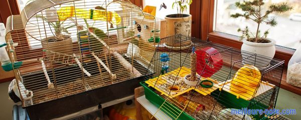 Des petits cages pour cochon d'Inde avec des jouets