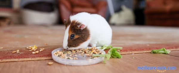 Un cochon d'Inde qui se nourris 