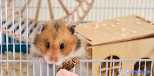 Un petit cochon d'Inde qui sort sa tête de sa cage