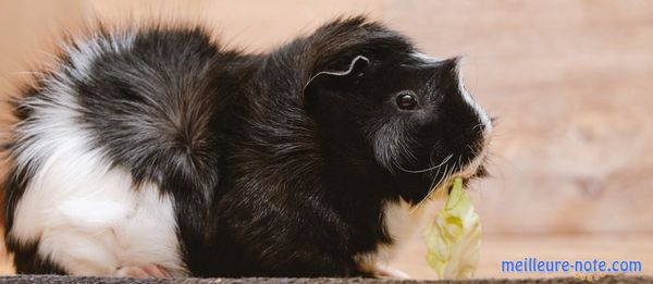 Un cochon d'Inde de couleur noir