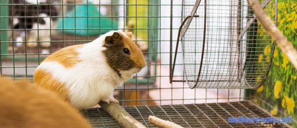 un cochon d'inde dans son grillage