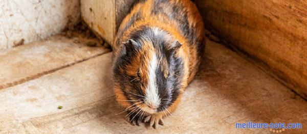 un cochon d'inde marron et noir