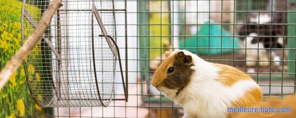 Un cochon d'Inde dans la cage