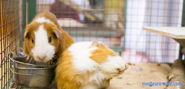 Des cochons d'Inde dans une cage