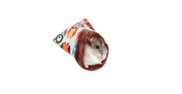 Un joli couchage pour cochon d'Inde