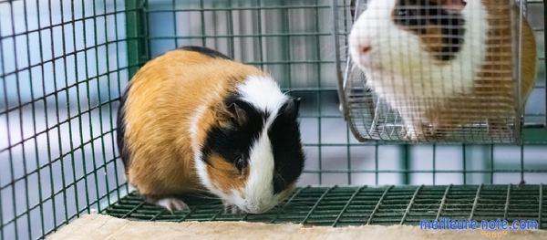 deux cochons d'indes dans leur enclos