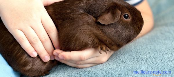 un petit garçons et son cochon d'inde