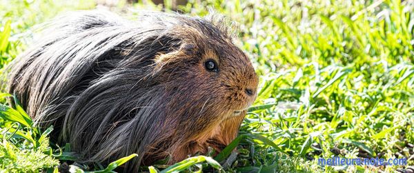 Un cochon d'Inde sur des herbes