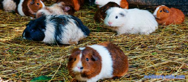 des cochons d'indes dans leur enclos