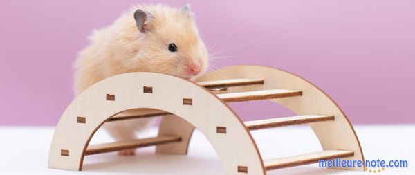 Un petit cochon d'Inde qui jouet 