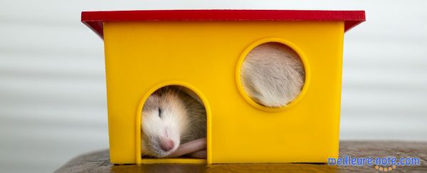 Un cochon d'Inde qui dort