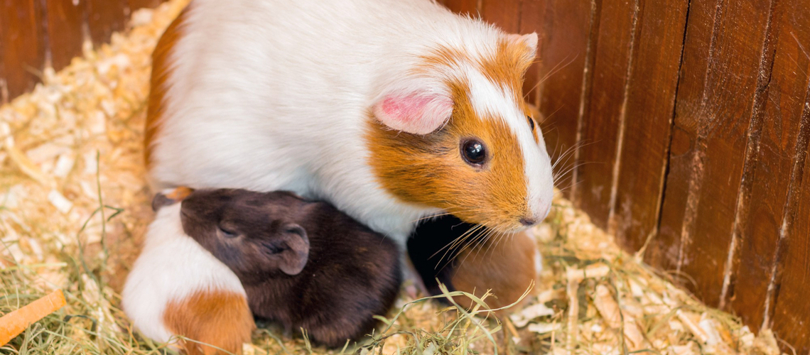 Reproduction du cochon d’Inde les indispensables en février 2024
