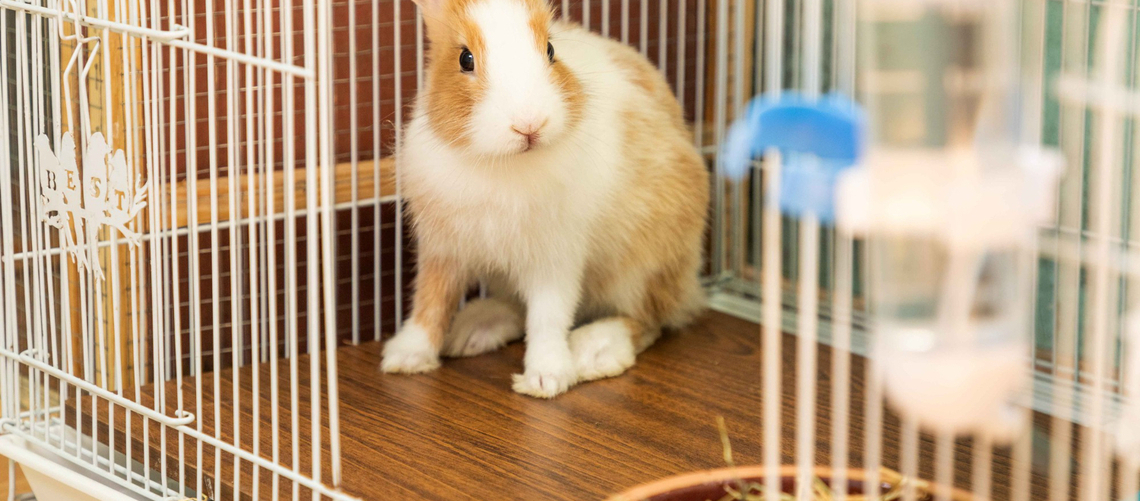 Aménagement enclos lapin