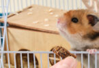 Cage hamster place